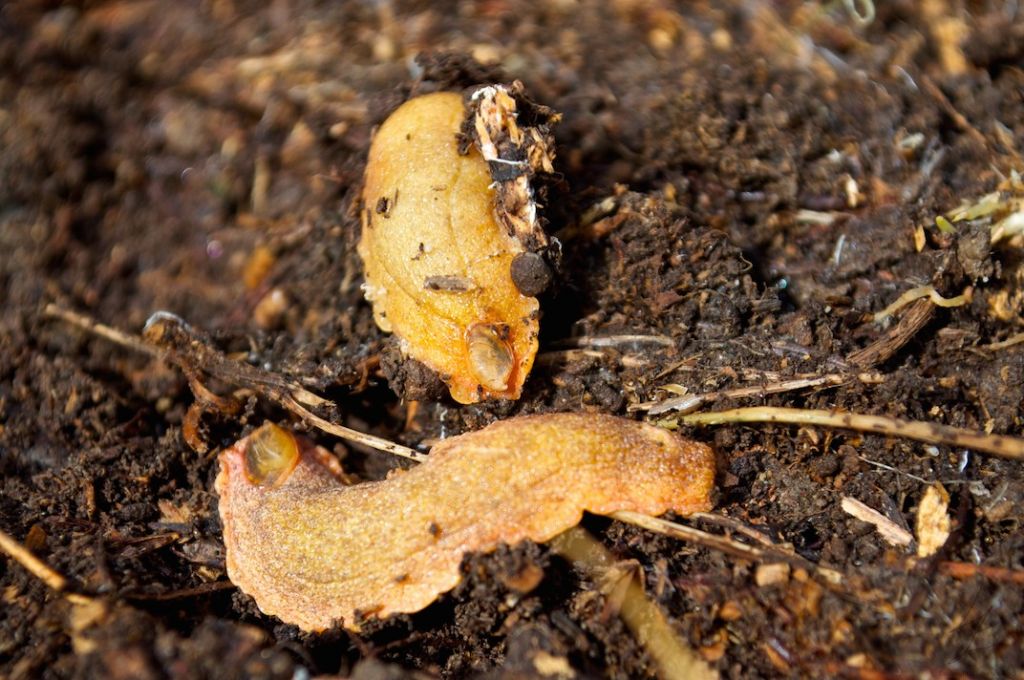 Testacella scutulum (?) sulle Apuane